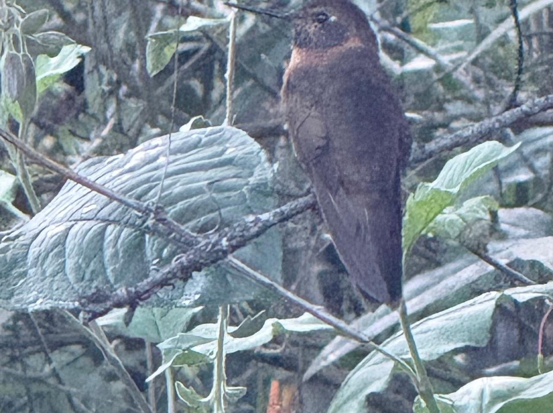 Santuario de colibríes - Ensifera Ensifera-乌鲁班巴必去景点