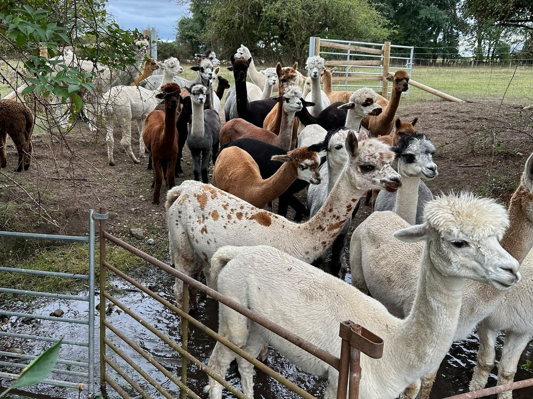 Faerie Tale Alpacas-凯尼尔沃思必去景点