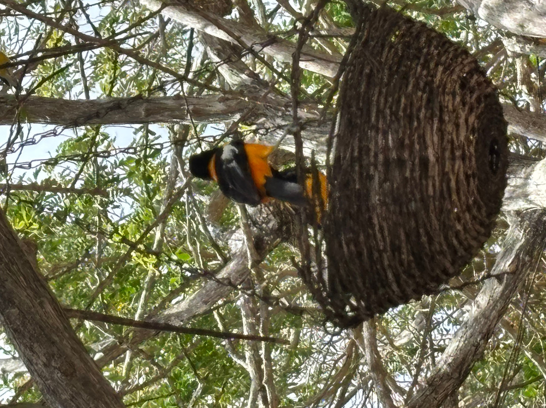 The Cadushy Distillery-Rincon必去景点