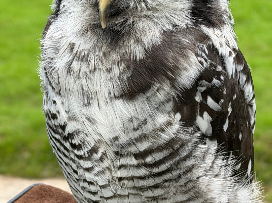 Falconry Experience Wales-Newtown必去景点
