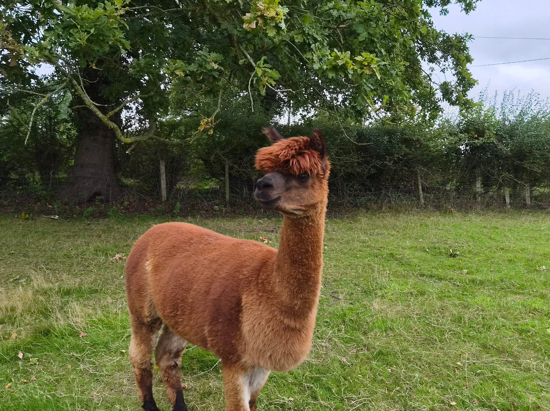 Cheshire Alpacas-Antrobus必去景点