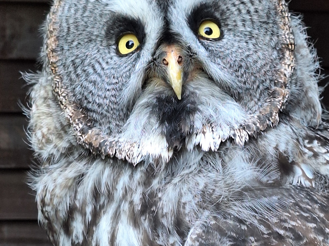 West Sussex Falconry-Compton必去景点