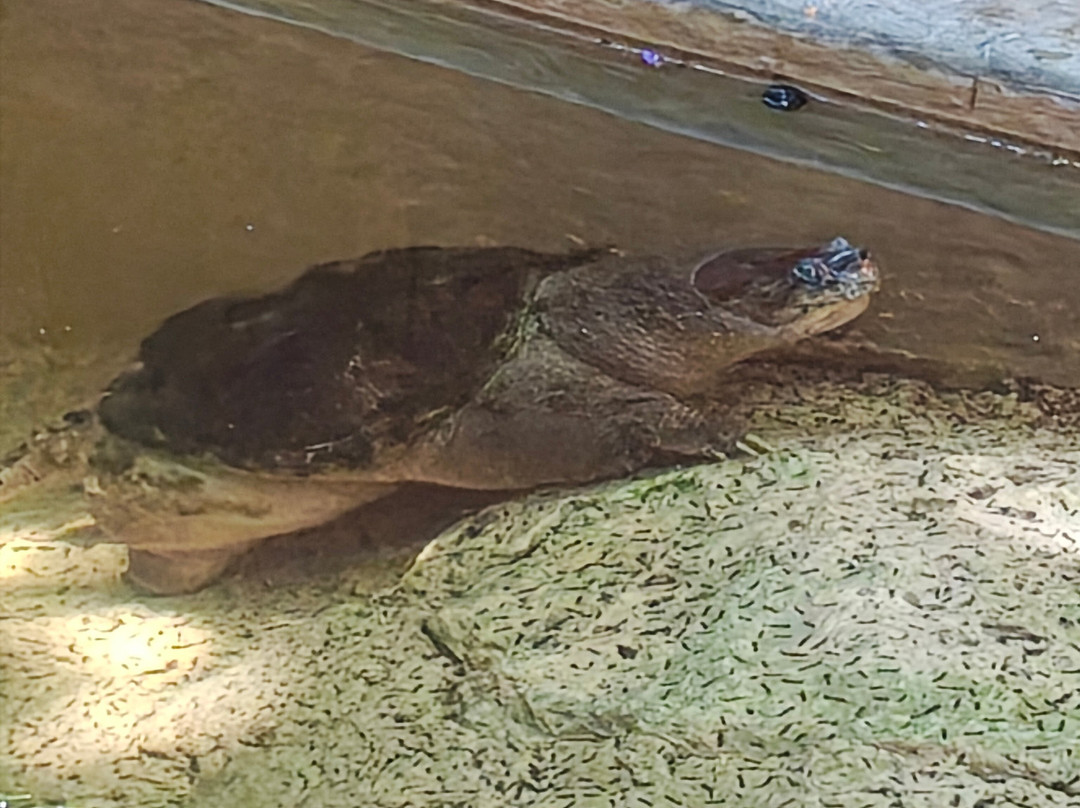 Croco Cun Zoo-从莫雷洛斯港必去景点
