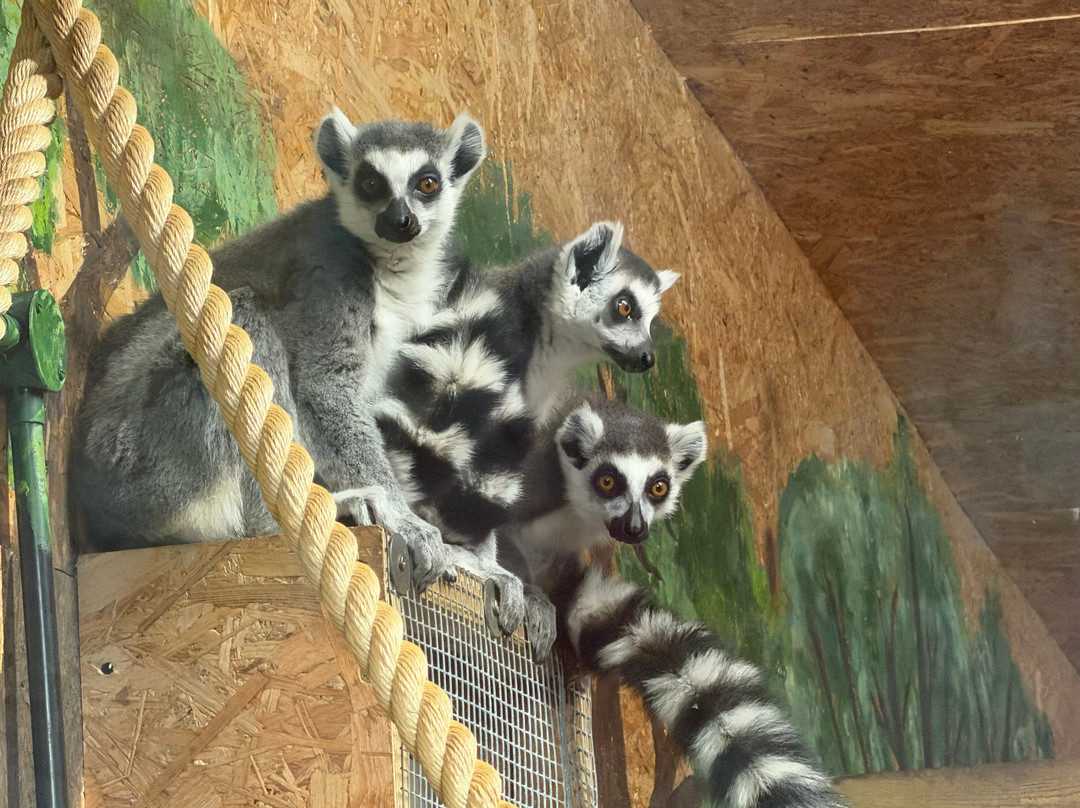 The Meadows Wildlife Park-卡菲利必去景点