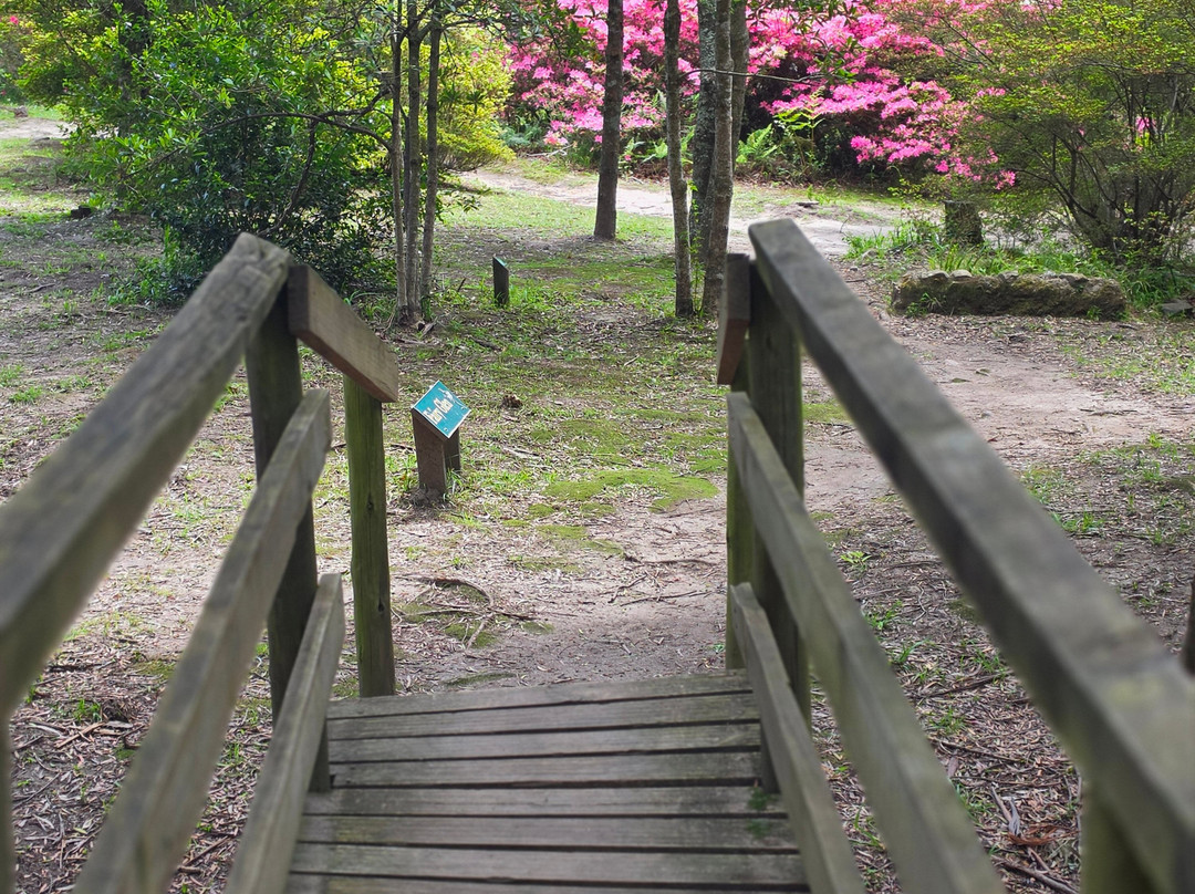 Hogsback Arboretum-Hogsback必去景点