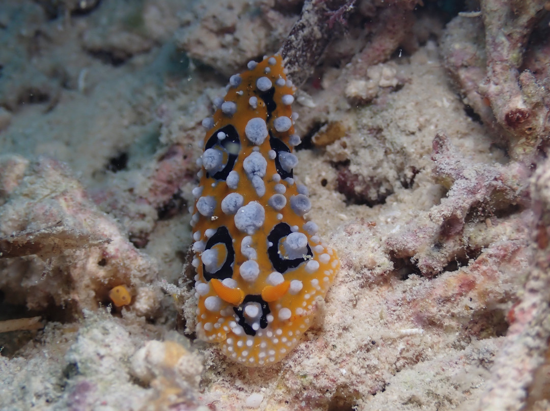 Haka Dive Center-Panglao必去景点