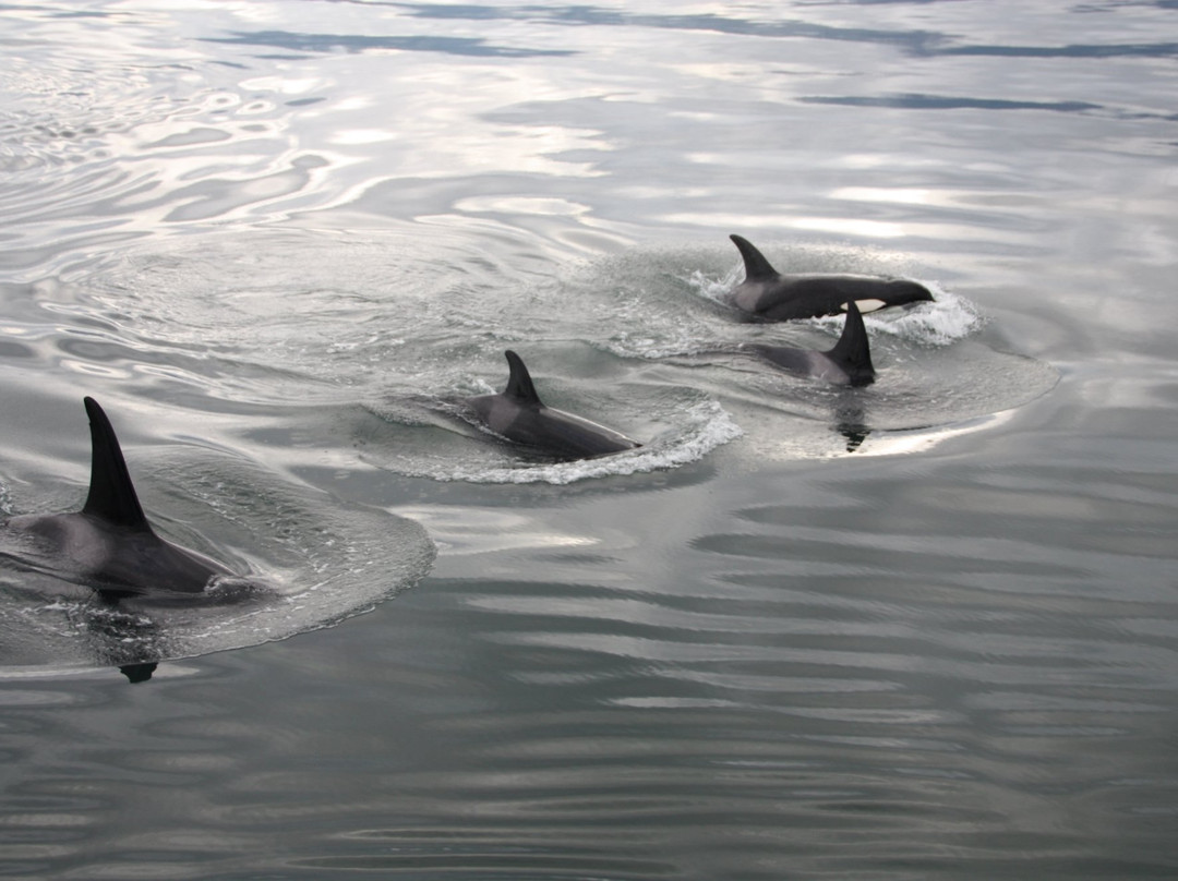 Whale Watching and Wildlife Tours