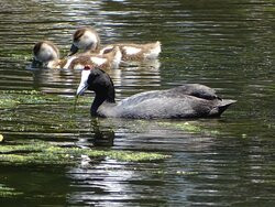 Leidam Bird Sanctuary-蒙提古必去景点
