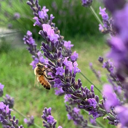 Hillcrest Lavender Farm,LLC-Sherburne必去景点
