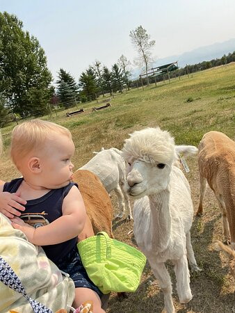 Sentinel Ranch Alpacas景点图片