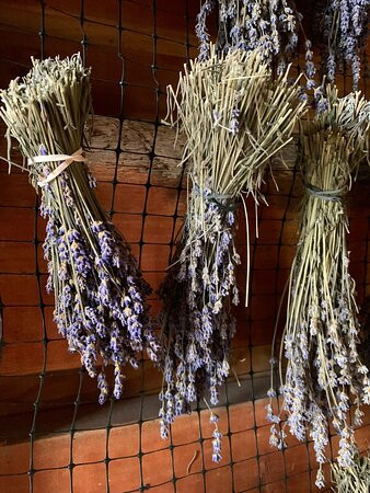 Harbor View Nursery & Lavender Farm景点图片