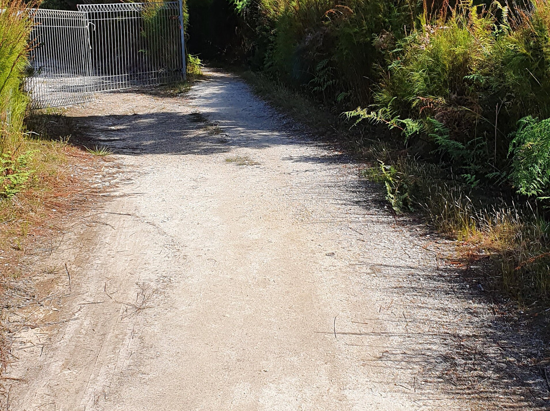 Huon Pine Walk-Corinna必去景点