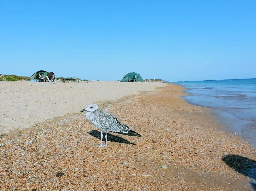 Vityazevo Beach景点图片