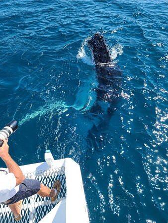 Tangalooma Wild Dolphin Feeding Program-天阁露玛必去景点