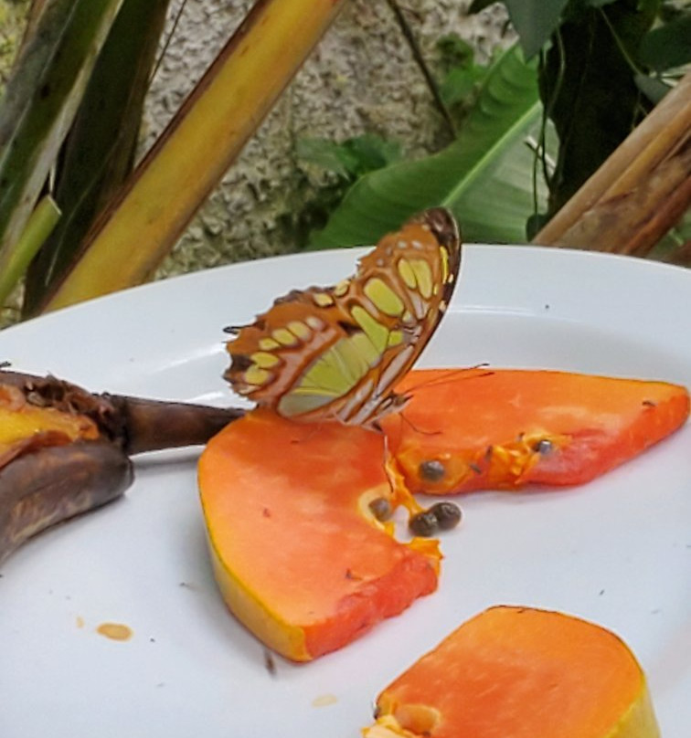 Butterfly Garden at Selvatura Park景点图片