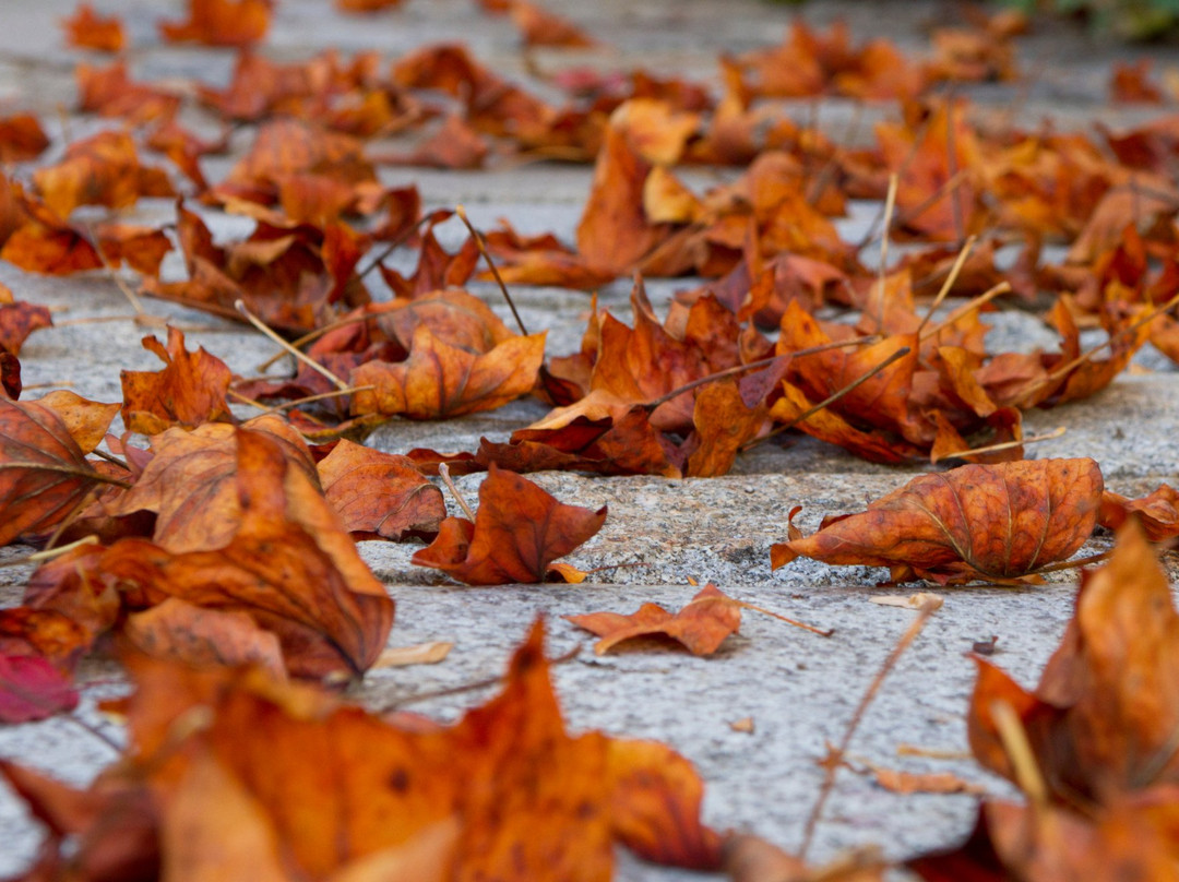 巴恩霍夫裴森赫佐格酒店主图