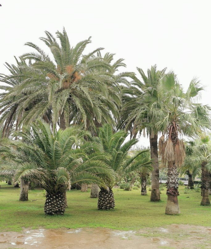Parque de las Palmeras-梅利利亚必去景点
