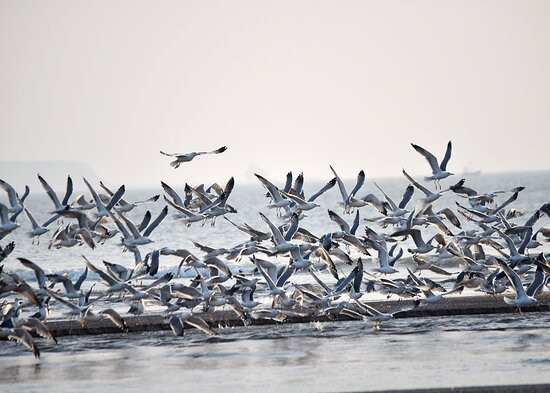 Aravi Beach Cafe-马哈拉施特拉邦必去景点