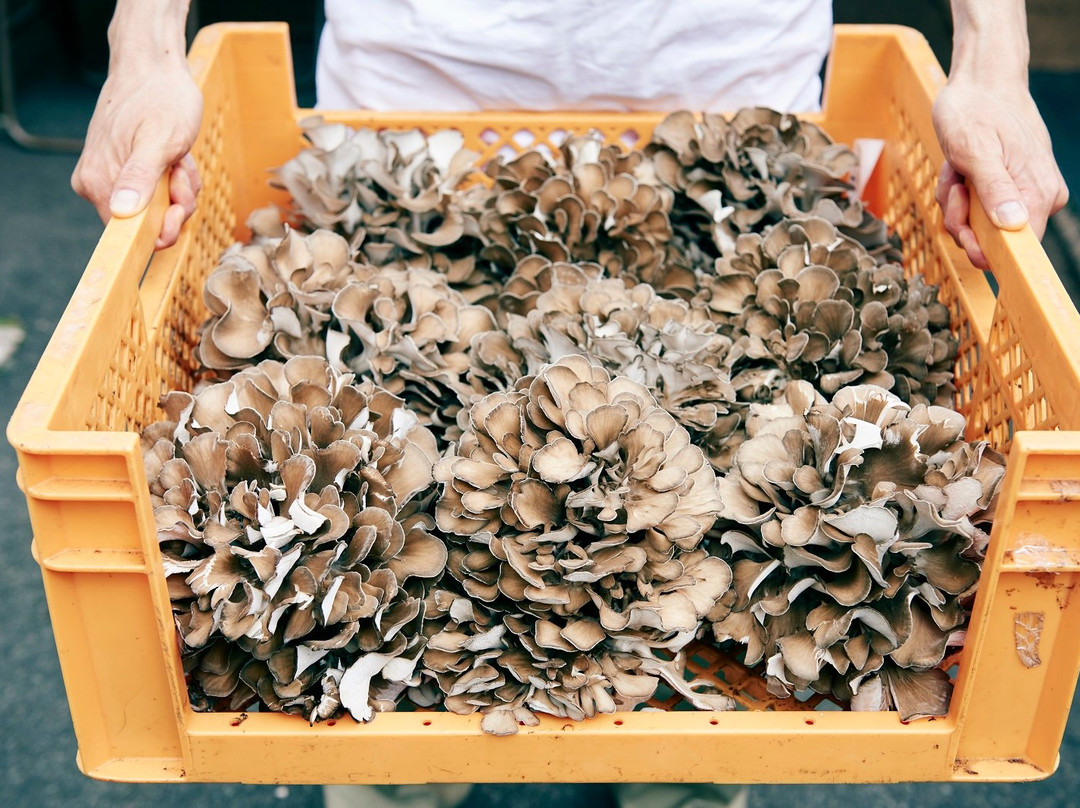 Okuizumo Maitake Direct Sale Place-奥出云町必去景点
