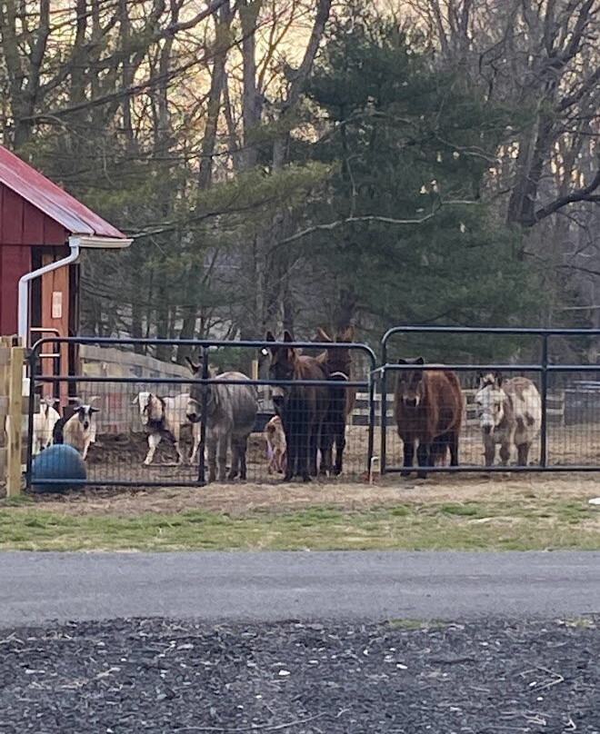 Muddy Paws Farm Rescue景点图片