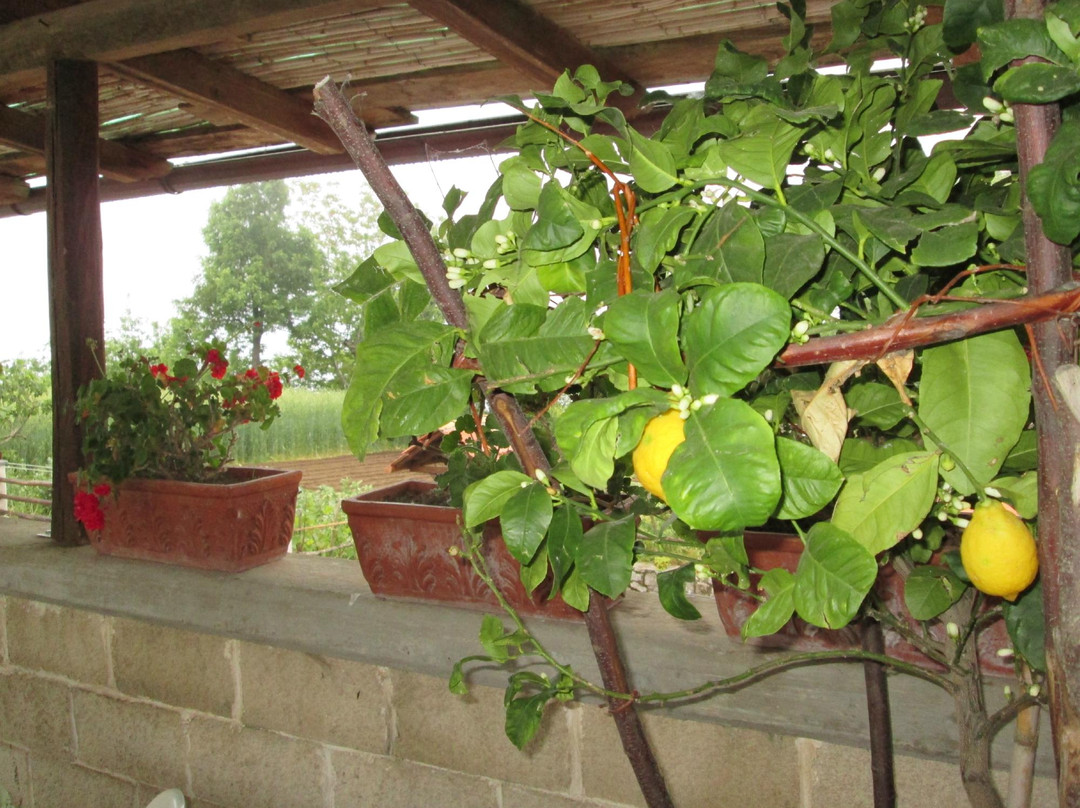 阿杰罗拉餐馆和美食-Agriturismo Luna d'Agerola