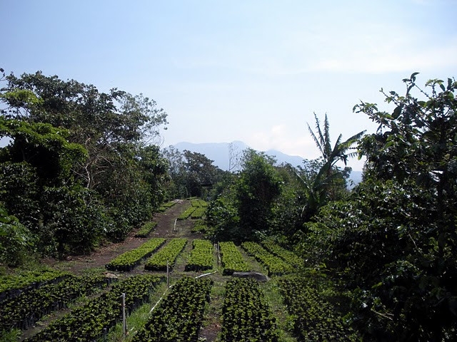 Los Cabezos旅游景点-Boquete Valley Ruiz Coffee Shop