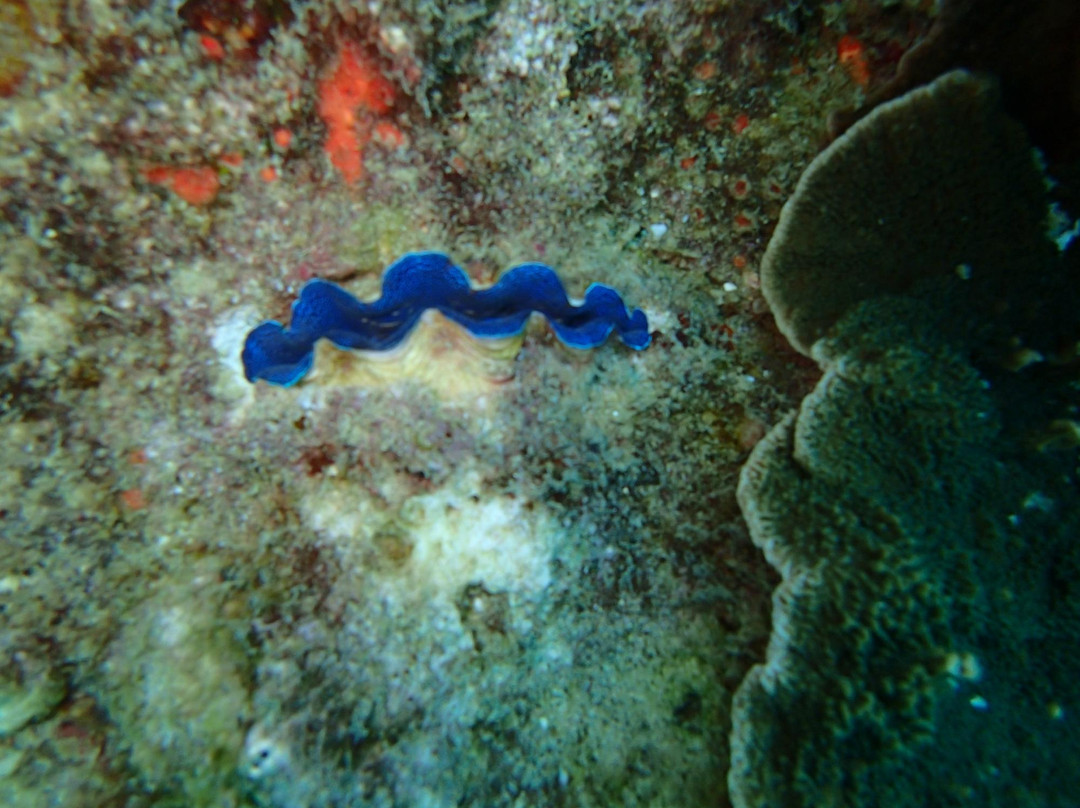 Tioman Reef Divers-刁曼岛必去景点