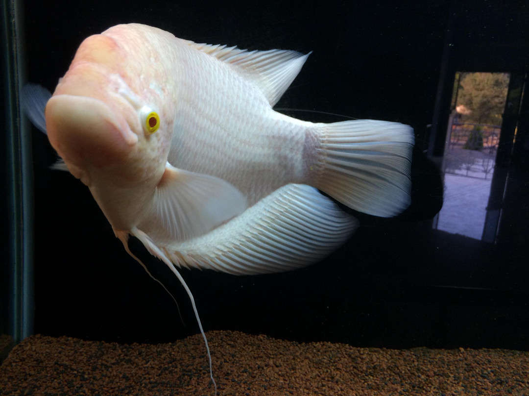 Karwar Aquarium-Karwar必去景点