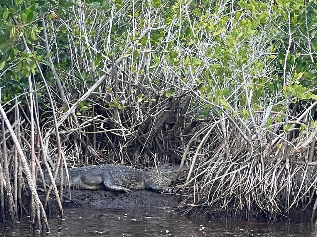 Speedy's Airboat Tours-大沼泽地必去景点