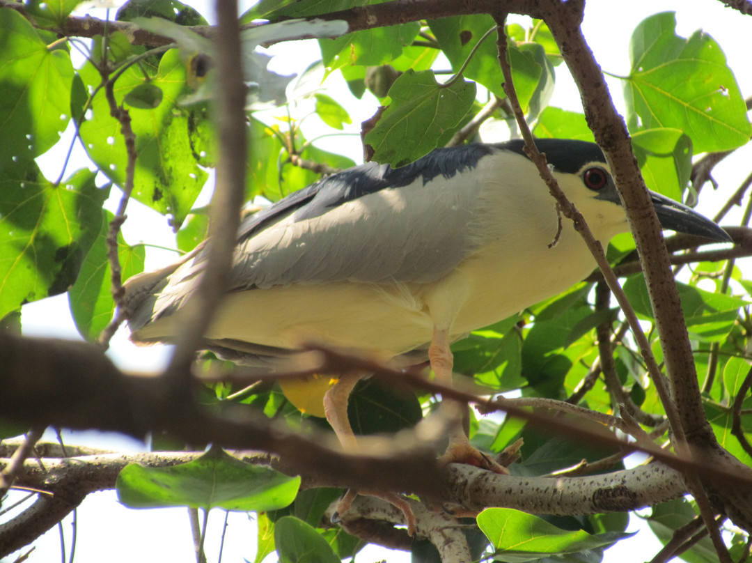 Kokrebellur Bird Sanctuary景点图片