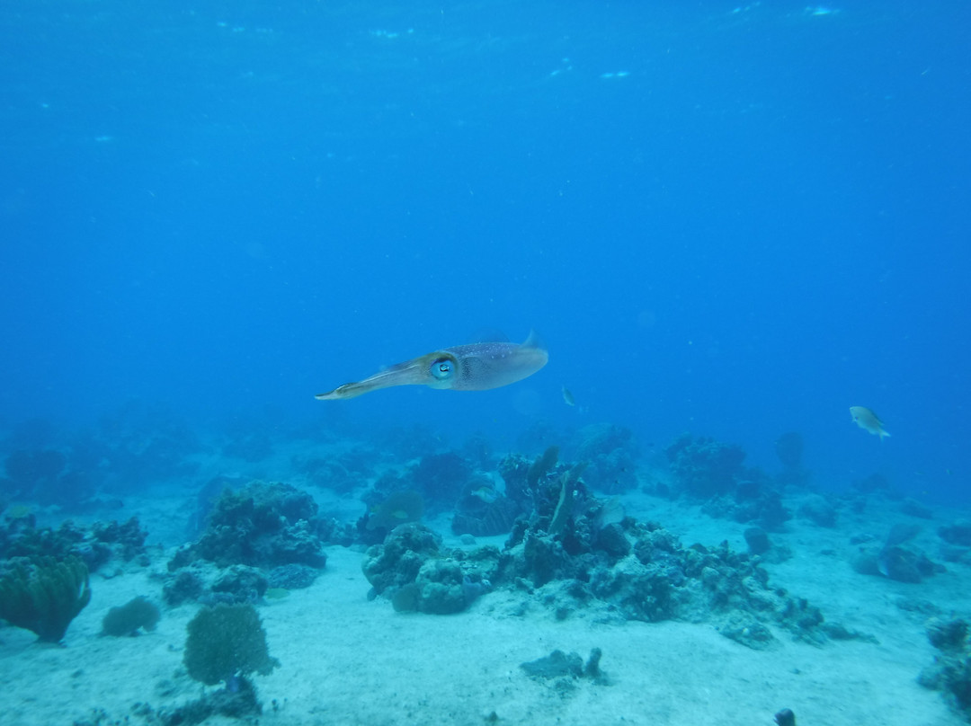 Blue Reef Divers-考祖梅必去景点