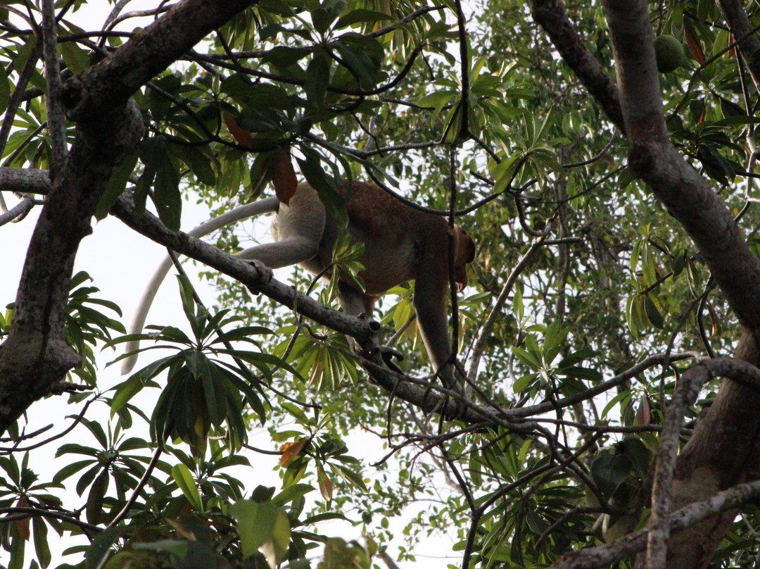 Klias River Cruise with Proboscis Monkey