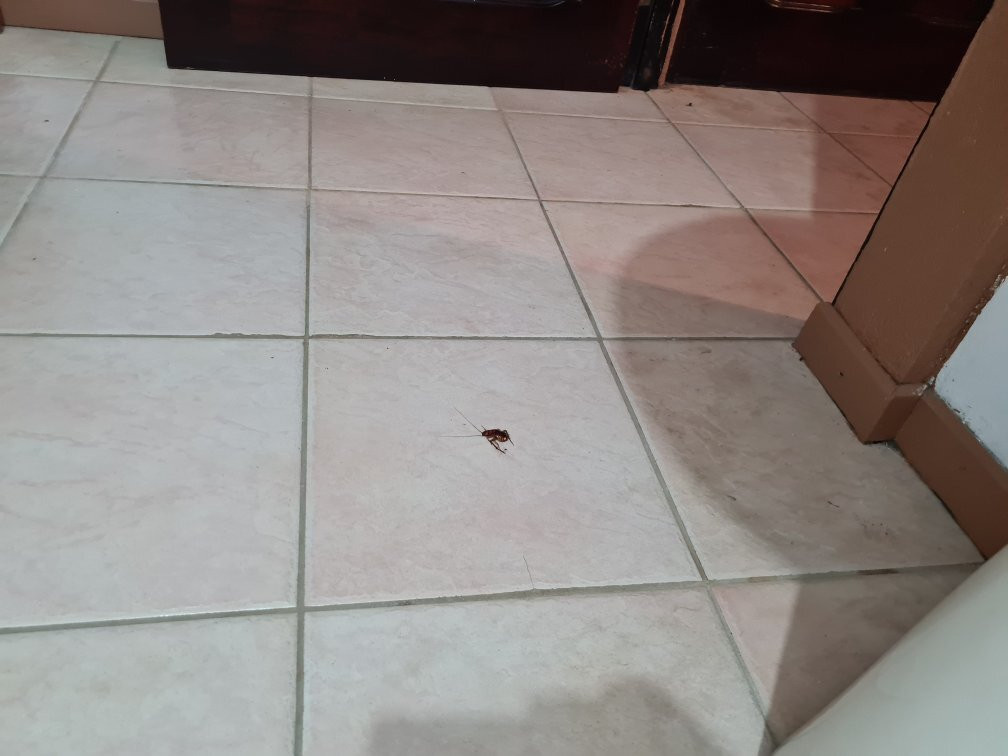 Termales del Bosque主图