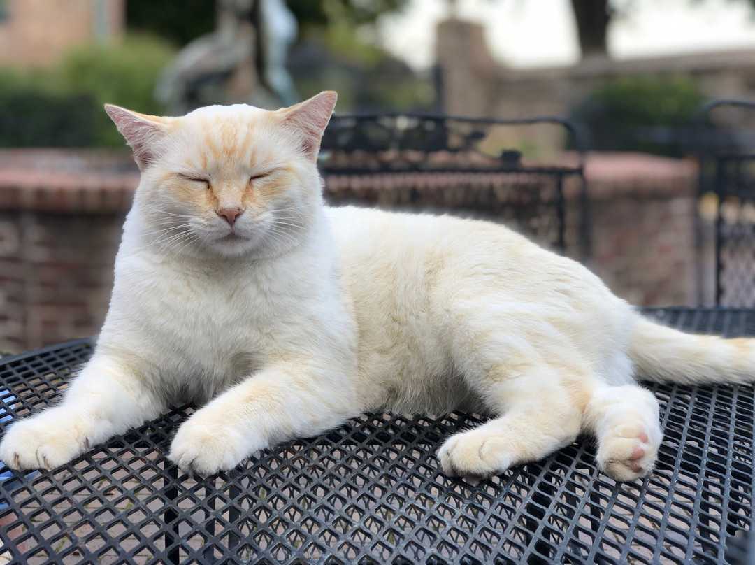 Rippa Villa-Spring Hill必去景点