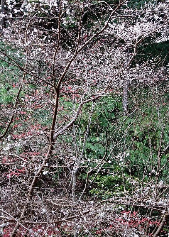 Hotel Kinsenkaku主图