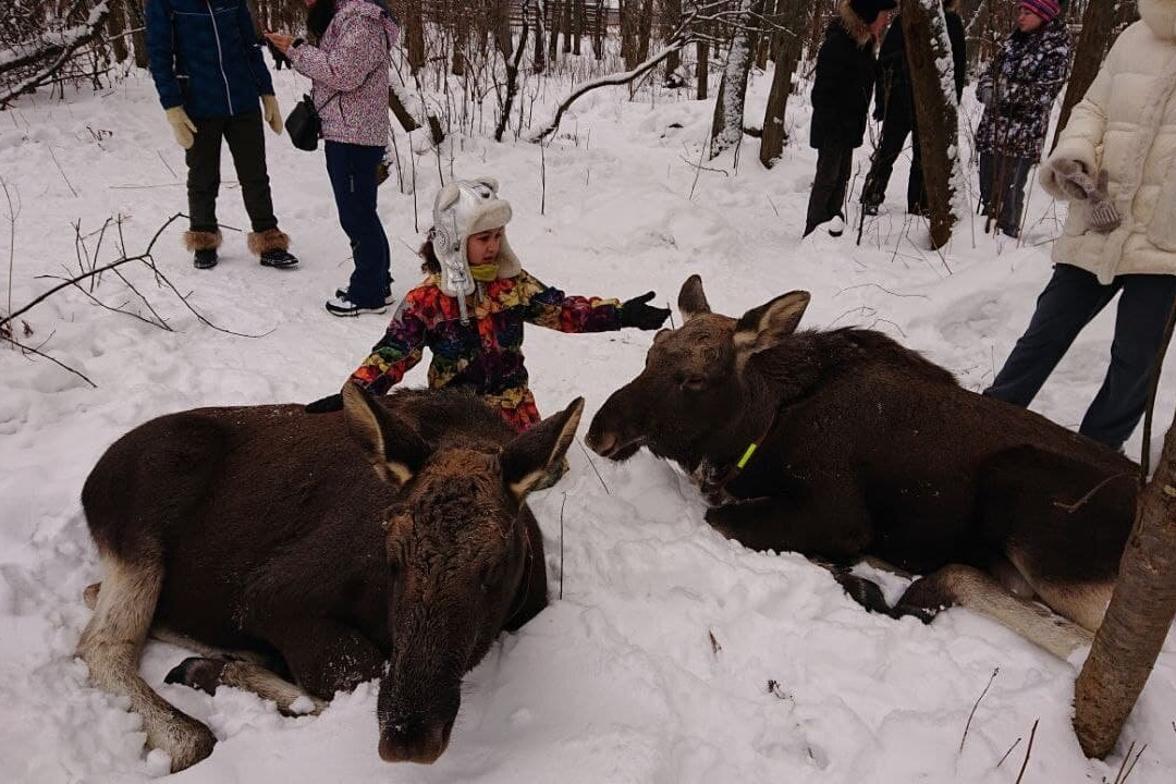 Sumarokovskaya Elk Farm景点图片