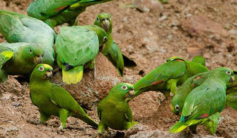 Kosnipata Valley-玛努国家公园必去景点