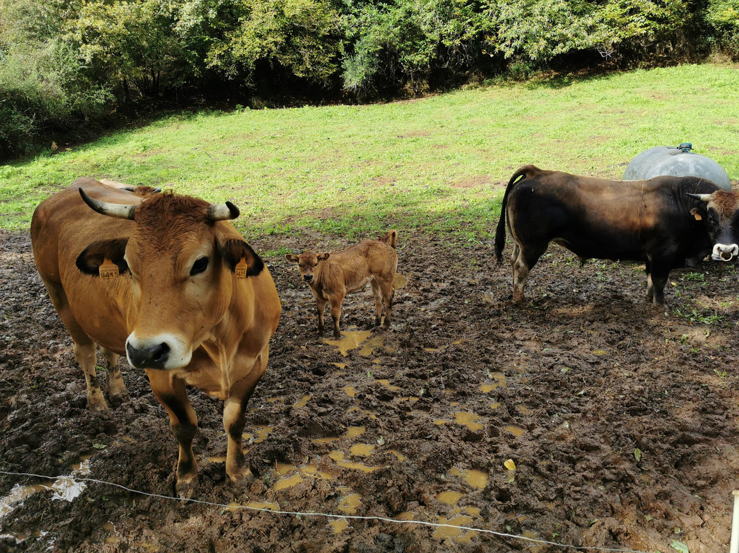 El Camino De Santiago-圣地亚哥德孔波斯特拉必去景点