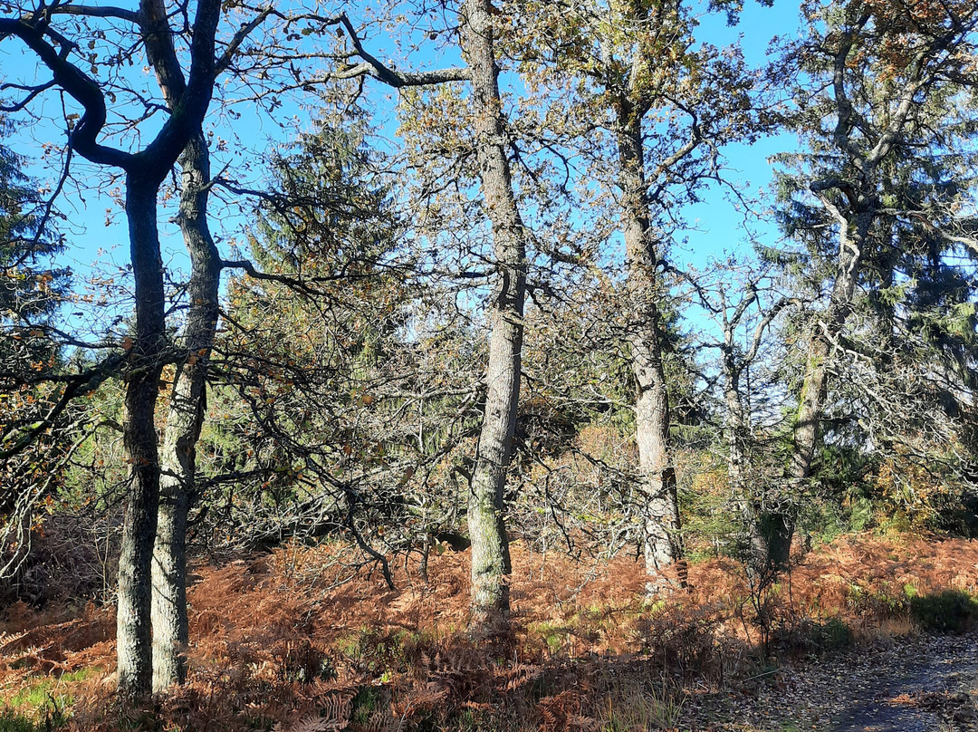 Parc Naturel des Hautes Fagnes景点图片