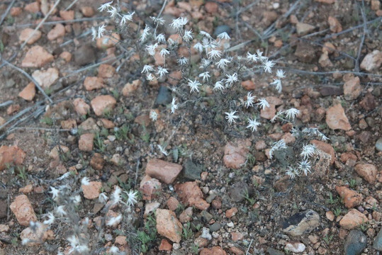 Gleeson Jail-Arizona City必去景点