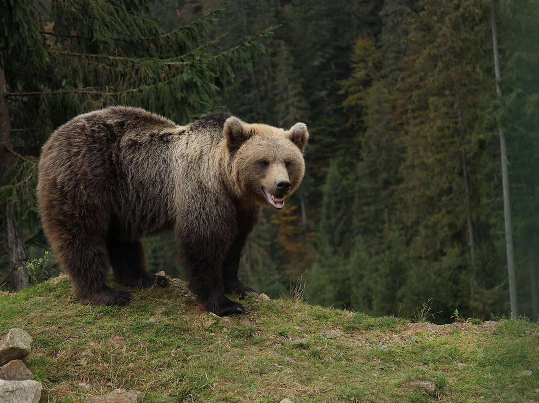 Rehabilitation Center of the Brown Bear景点图片