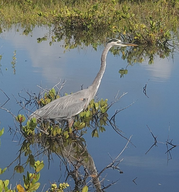 Black Point Wildlife Drive景点图片