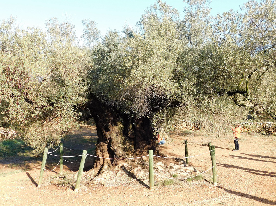 Museu Natural Oliveres Mil·lenàries de l’Arión-Ulldecona必去景点