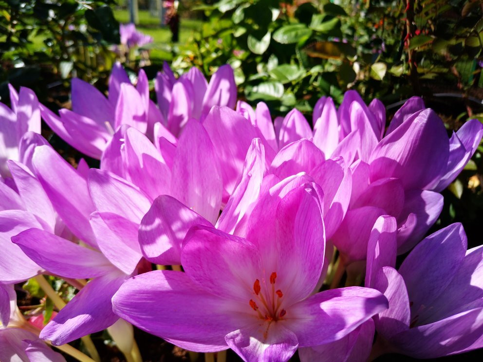 Cominco Gardens景点图片