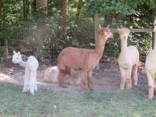 Lasso the Moon Alpaca Farm景点图片