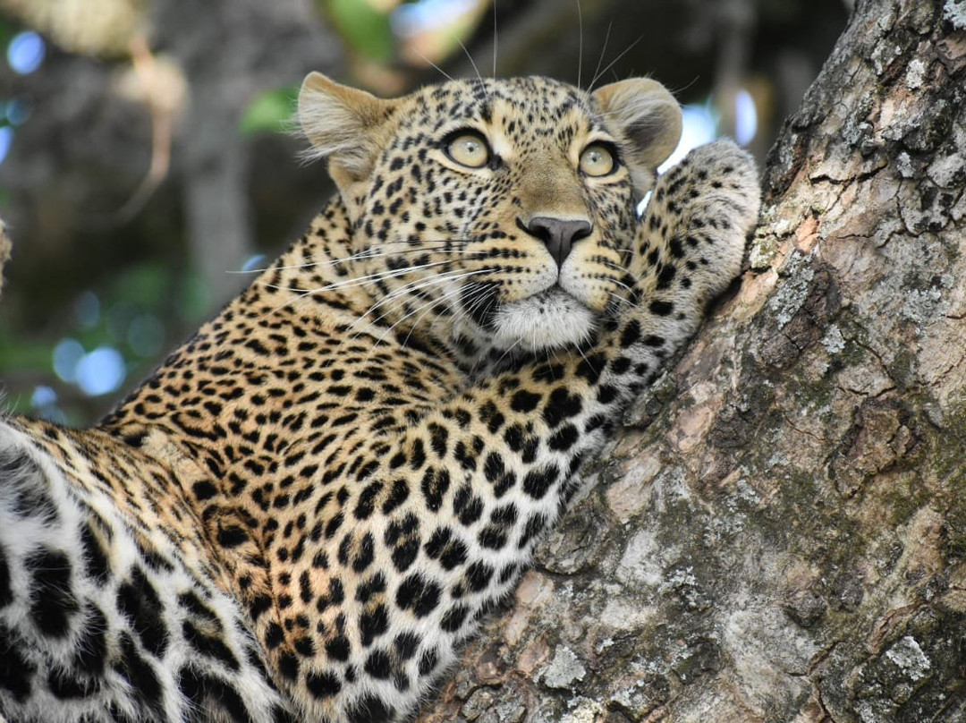 African Guide-瓦塔木必去景点