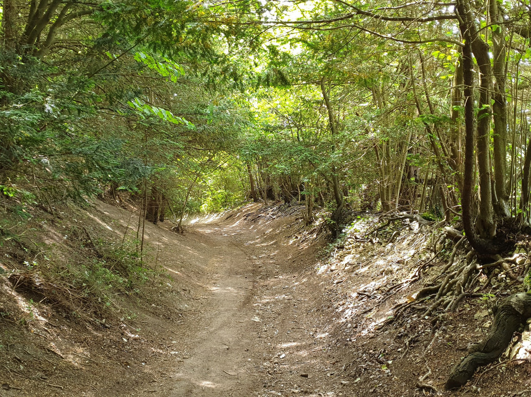 Bluebell Hill Picnic Site景点图片