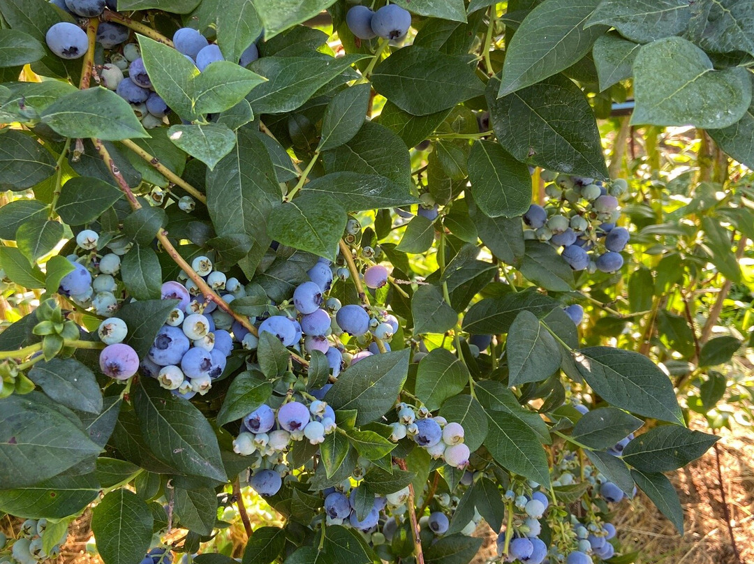 Krause Berry Farms & Estate Winery景点图片