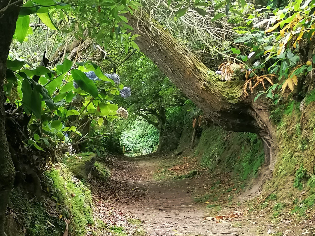 Trilho do Pico Queimado-大里贝拉必去景点