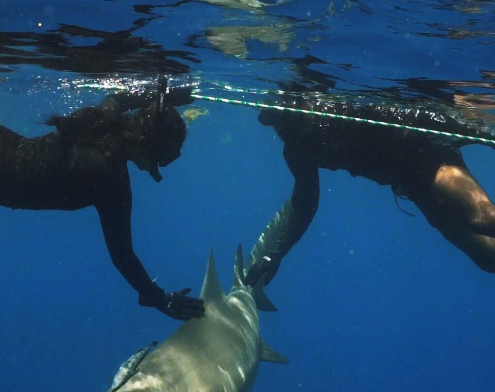 Shark Addicts-朱庇特必去景点